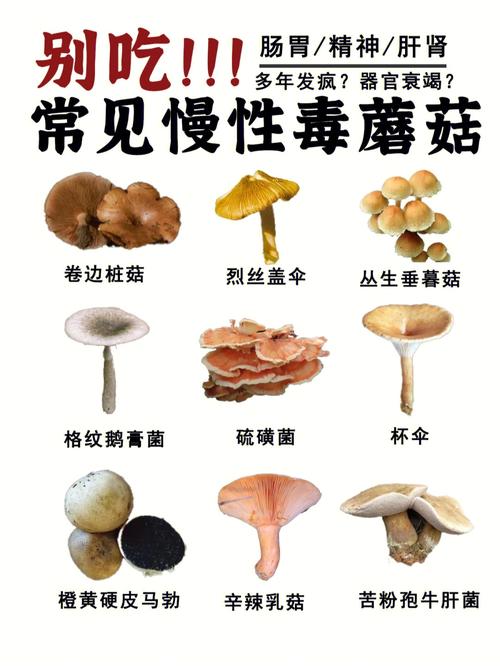 常见的蘑菇有哪些毒类